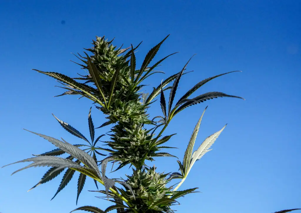 Close-up of a flowering cannabis bud growing outdoors in an Ohio garden during late summer, featuring white pistils and developing trichomes under Issue 2 legalization.