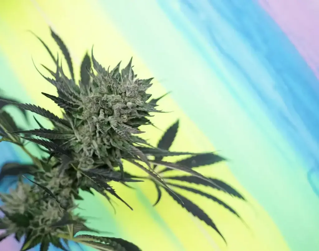 Close-up of a flowering Sativa cannabis bud growing outdoors in Florida, glistening with trichomes under the tropical sun, demonstrating successful cultivation in a humid climate.