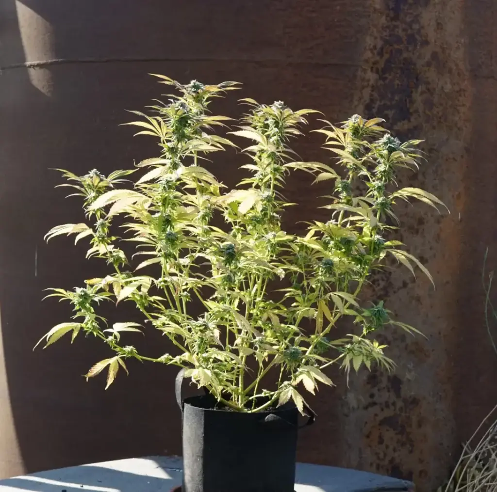 Flast flowering photoperiod