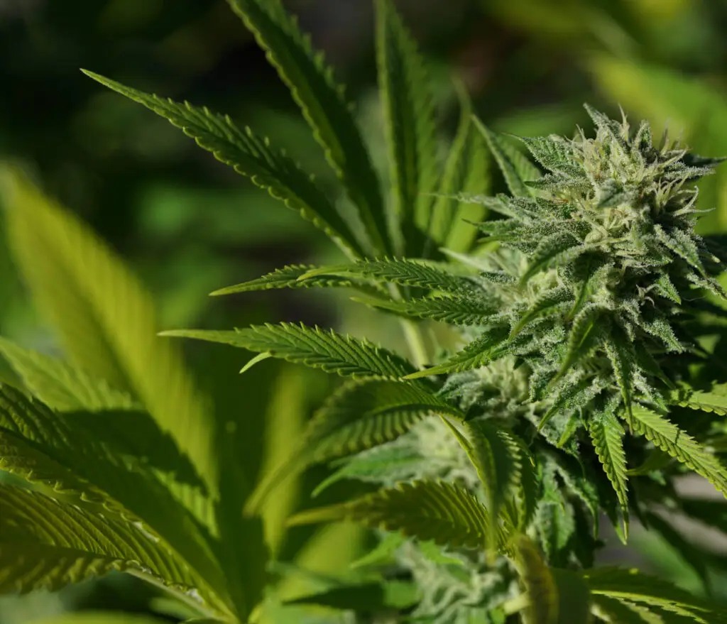 Texas Cannabis plant