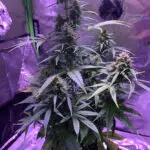 Blue Dream in a pot for pot