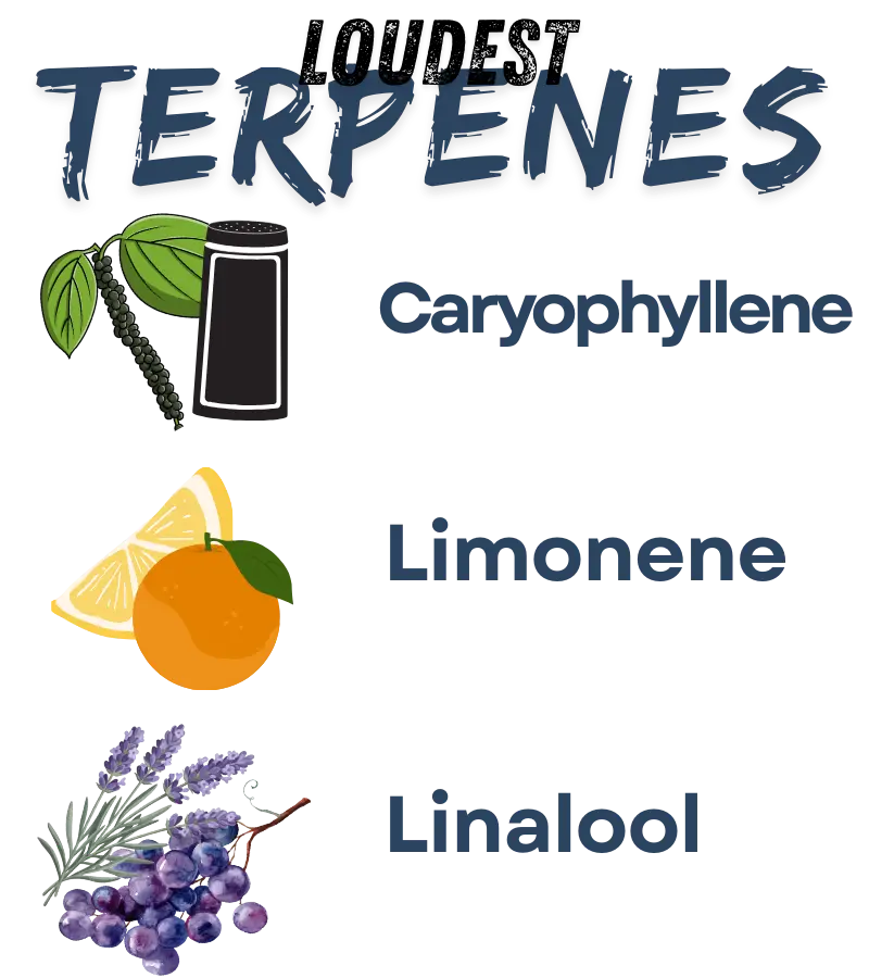 The Gruntz strain is famous for its "loud" aroma—a pungent collision of sugary Zkittlez candy and the creamy, gassy funk of Gelato. Its terpene profile creates a unique sensory experience that starts with sweet tropical fruit and ends with a heavy, diesel-soaked exhale.
