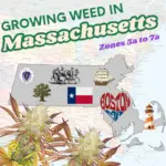A graphic featuring a cannabis plant alongside a Massachusetts state map highlighting USDA hardiness zones 5b-7a, with text overlay reading "Guide Growing Weed In Massachusetts" for home cultivators.