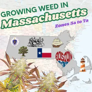 A graphic featuring a cannabis plant alongside a Massachusetts state map highlighting USDA hardiness zones 5b-7a, with text overlay reading "Guide Growing Weed In Massachusetts" for home cultivators.