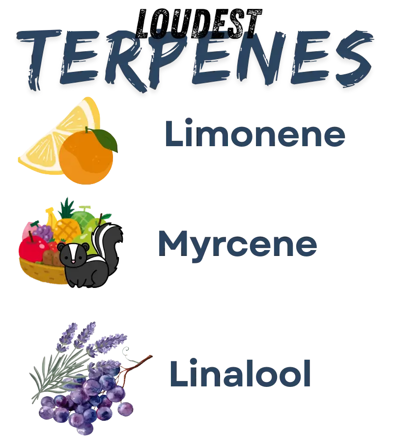 The magic of Orange Papaya lies in its "exotic" scent—a creamy, tropical fragrance that smells more like a fruit stand in Hawaii than a typical cannabis garden. This unique bouquet is created by a specific concentration of terpenes that prioritize sweetness and citrus over the usual earthy or skunky notes.
