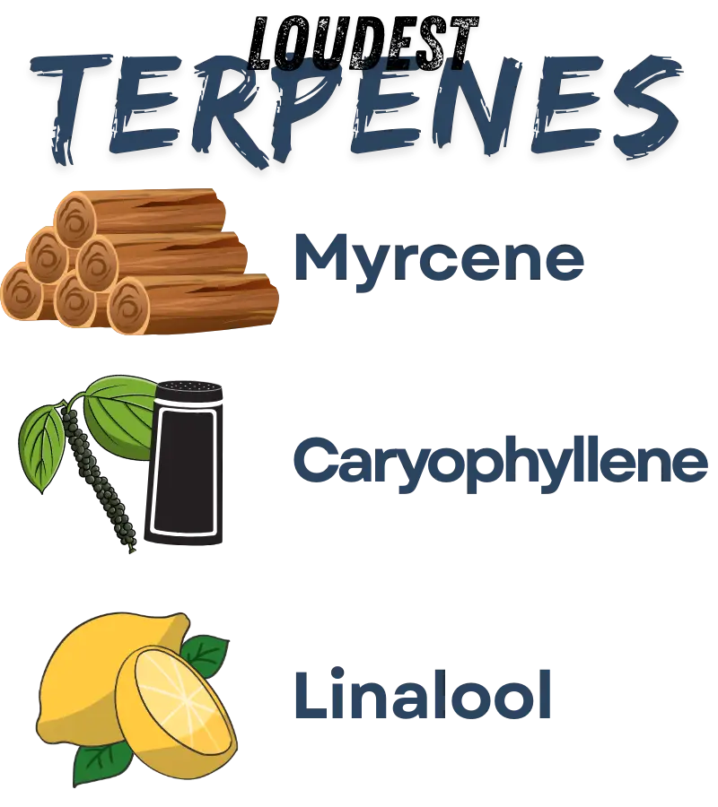 The reason Purple Kush is world-famous for its ability to glue you to the couch is its specific combination of heavy, relaxing terpenes. Unlike bright, citrusy Sativas, this strain packs a deep, earthy, and floral aromatic punch that signals its potency before you even light up.