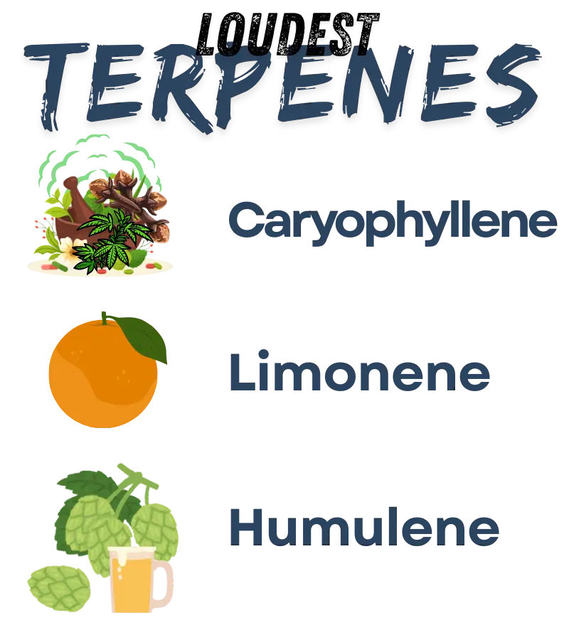Tropicana cookies terpene profile