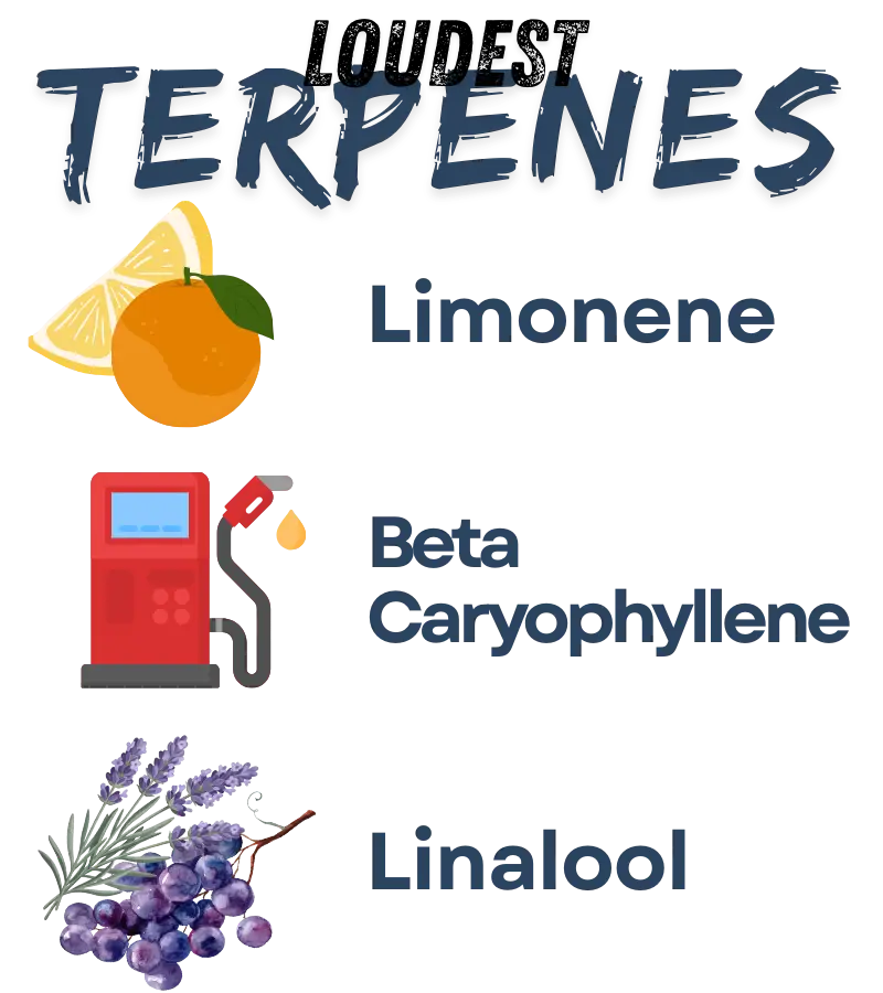 White Runtz Terpene Profile: The Candy Gas Mix