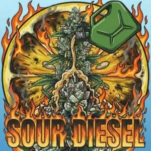 Alt Text: Sour Diesel cannabis strain card with dominant terpenes Caryophyllene, Limonene, and Myrcene for a pungent fuel and sour citrus aroma.