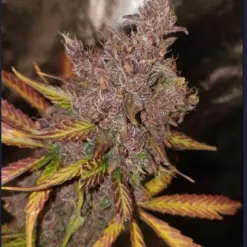 Purple Kush