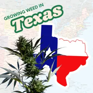 Graphic featuring a large outdoor cannabis plant rooted in soil next to a map of Texas, with the text overlay 'Growing Weed In Texas,' illustrating agricultural zones and legal risks for the Lone Star State