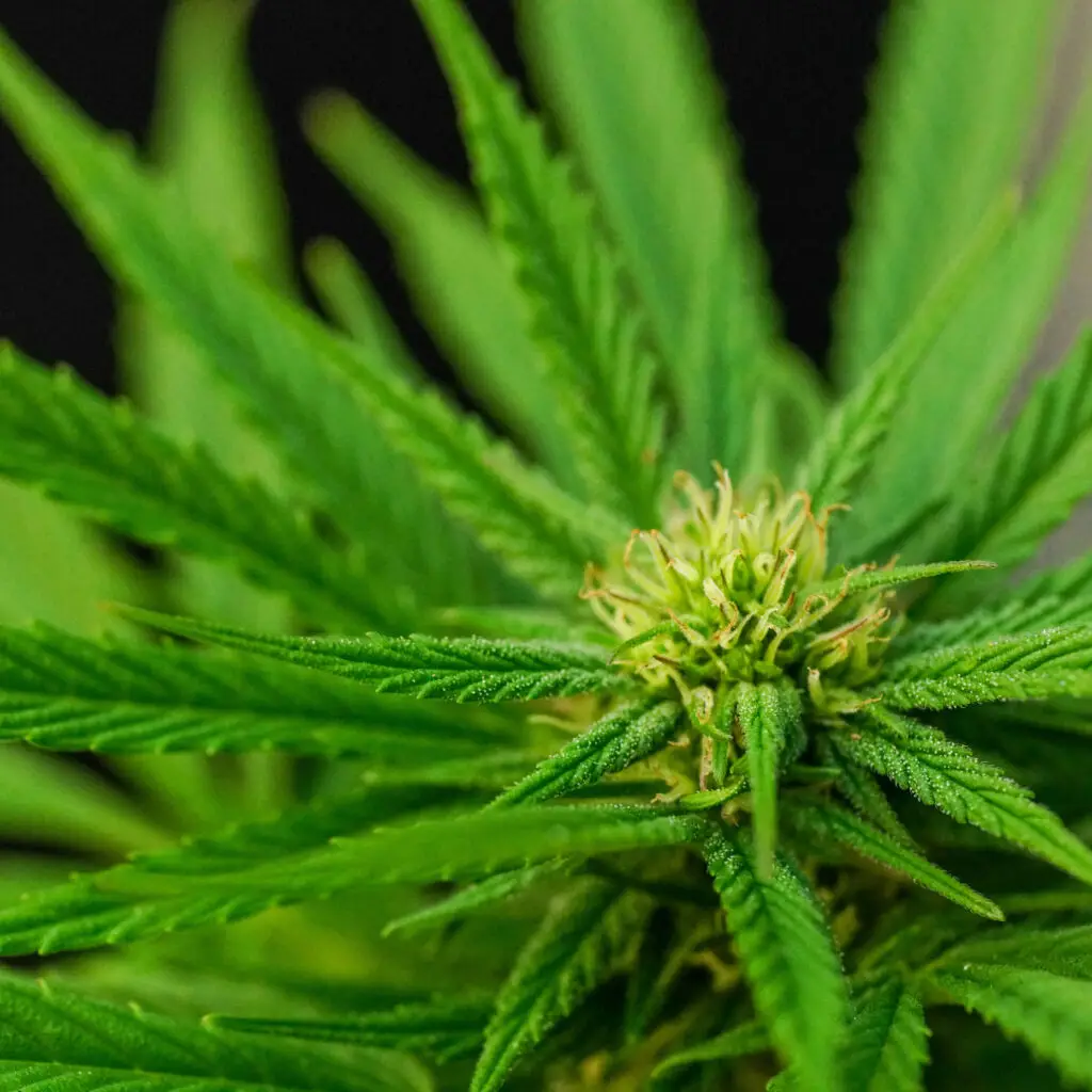 Premium trimmed cannabis nugs grown in Arizona, showcasing dense trichome coverage and vibrant orange pistils typical of desert-grown marijuana.