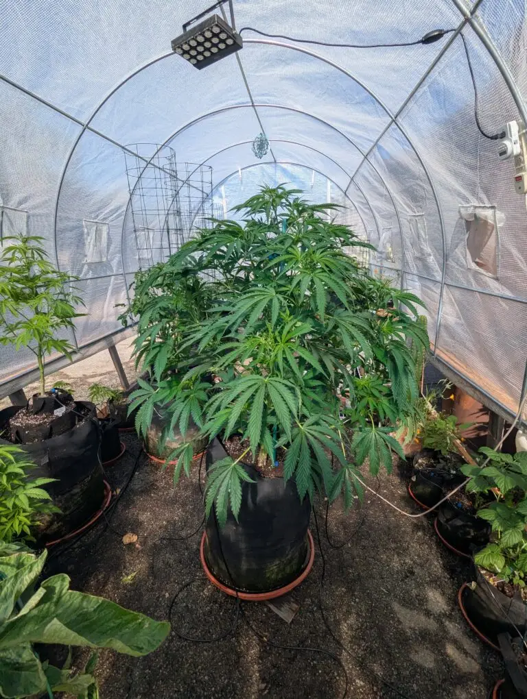 Customer cannabis grow: greenhouse grow