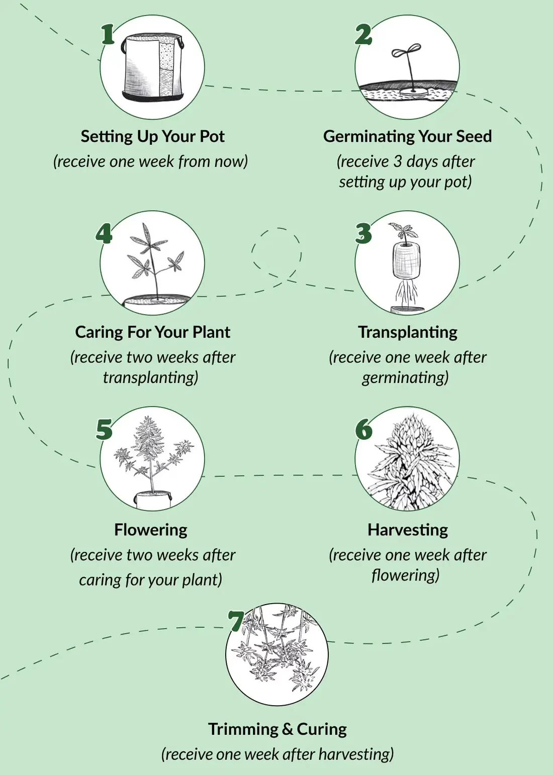 Illustrations of the Stages of growing your own cannabis from seedling to harvesting