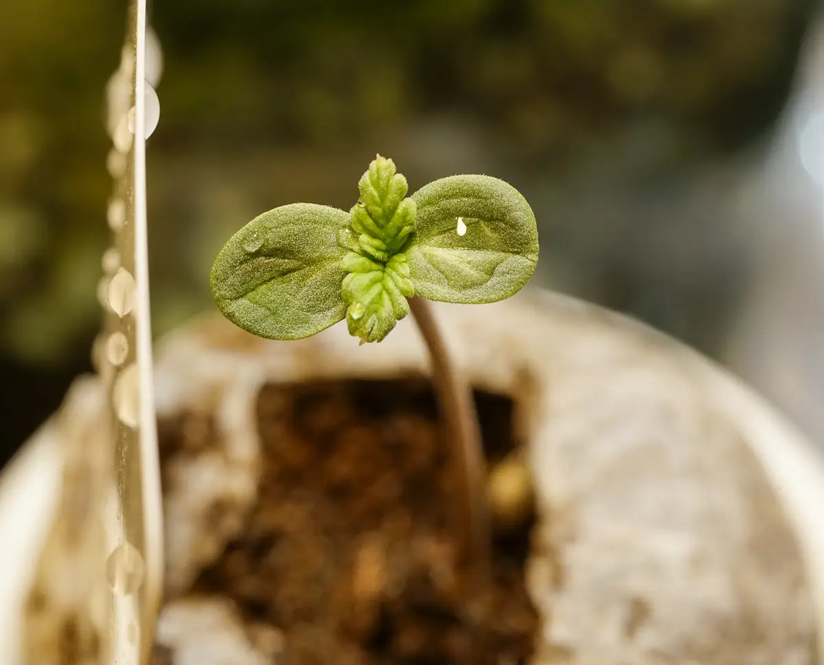 A young cannabis seedling sprout emerging from a Jiffy pellet, displaying its first two round cotyledon leaves and the start of true leaves.