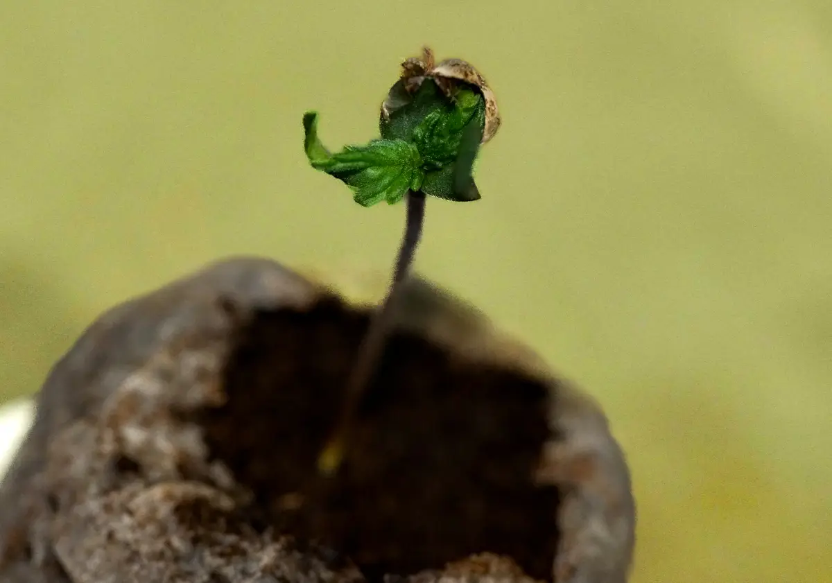 A resilient cannabis seedling successfully breaking through a stuck seed casing (helmet head) while growing in a Jiffy pellet.