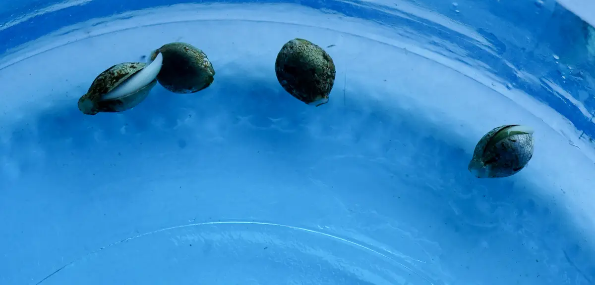 Four cannabis seeds soaking in a blue cup of purified water with one seed showing a visible white taproot.