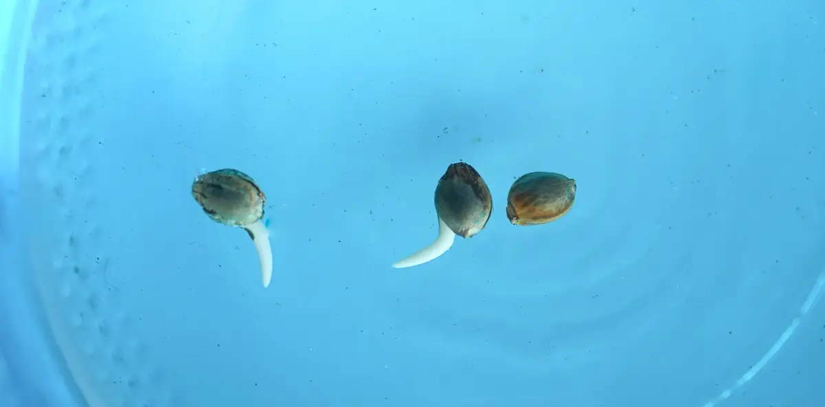 Three cannabis seeds that have sunk after soaking in a blue cup, with two seeds beginning to crack open and show the white interior of the taproot.