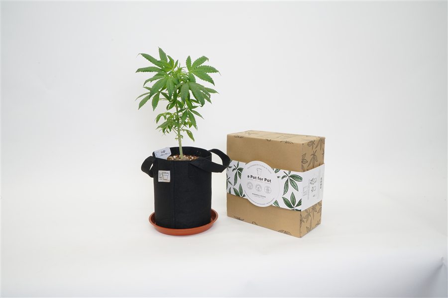 Young cannabis plant in a fabric pot beside the grow kit box