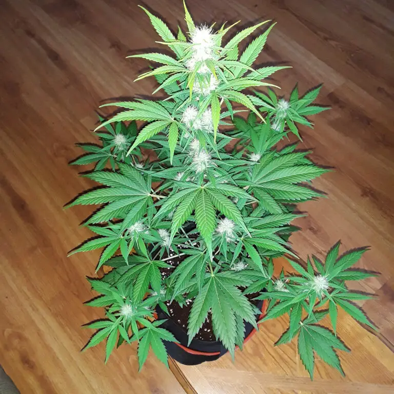 Customer 2 gallon cannabis grow in a living room