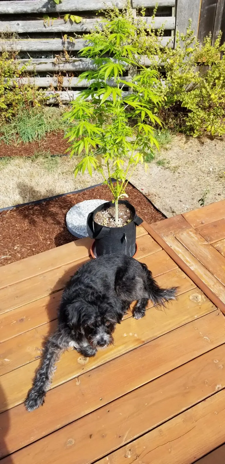 Customer 2 gallon cannabis plant on a patio