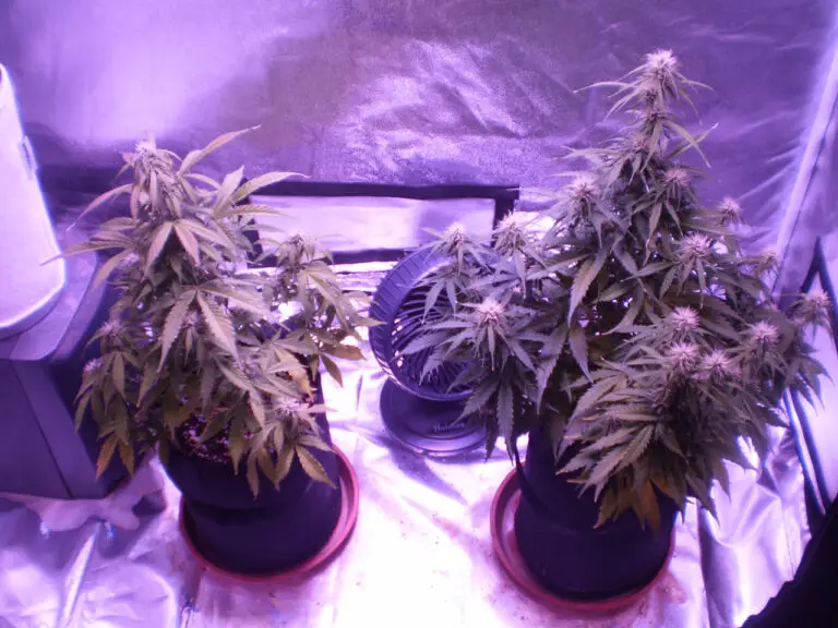 Two customer 2 gallon cannabis plants in a small grow tent