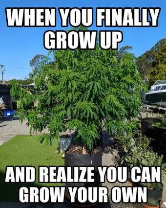 Meme: a huge cannabis plant in an a Pot for Pot fabric pot. Text: When you finally grow up, and realize you can grow your own.