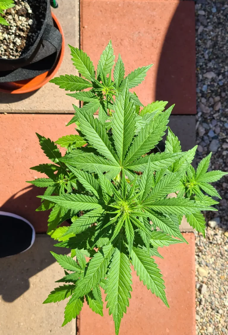 Customer cannabis grow: bonsai kit on a balcony