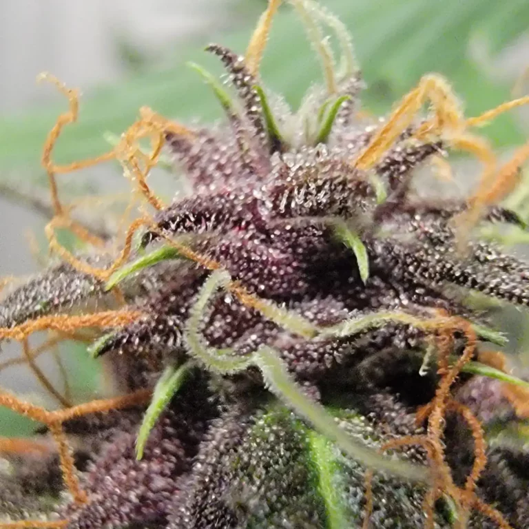 Purple buds from an a Pot for Pot customer grow