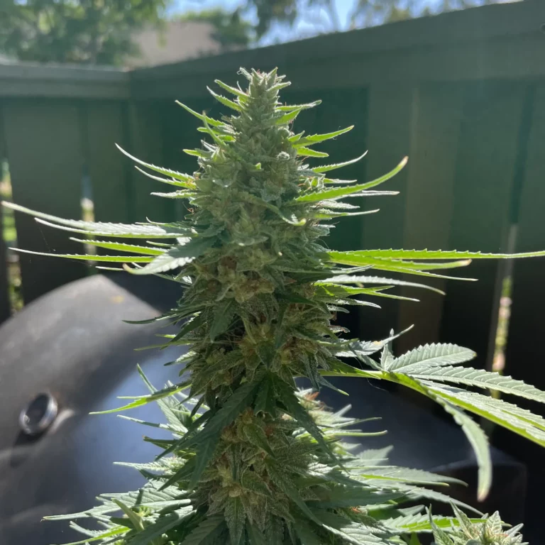 Customer cannabis grow: outdoor bud in the sun