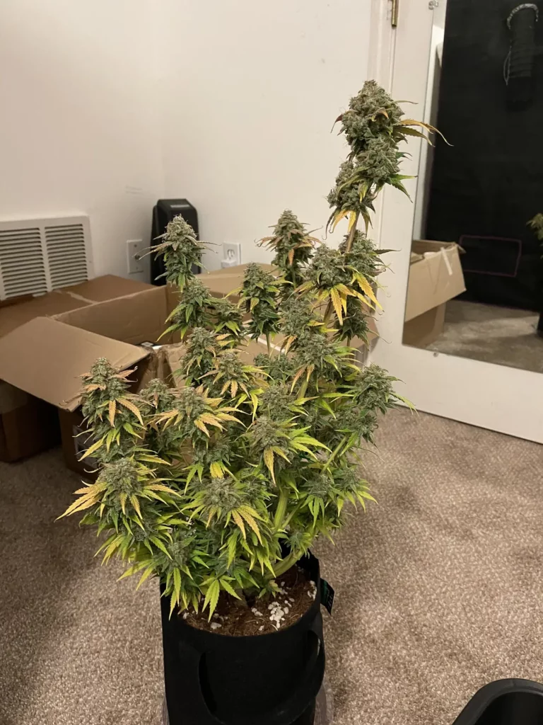 Customer cannabis grow: flowering in the living room, no tent