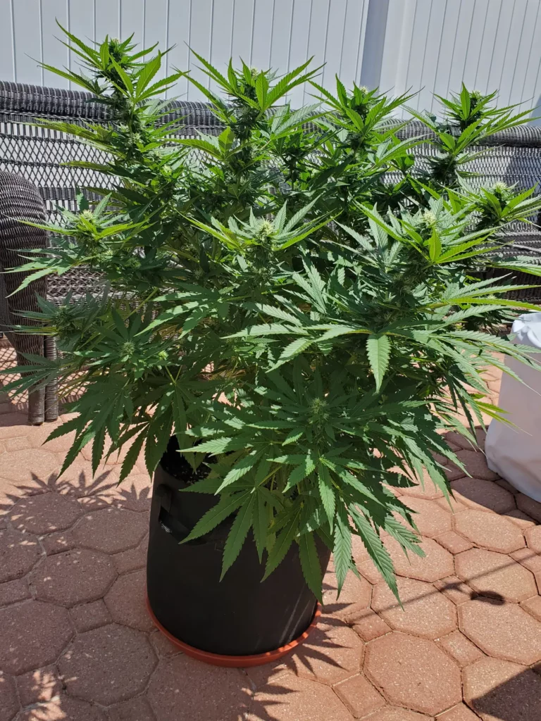 Big cannabis plant on a patio from an a Pot for Pot customer