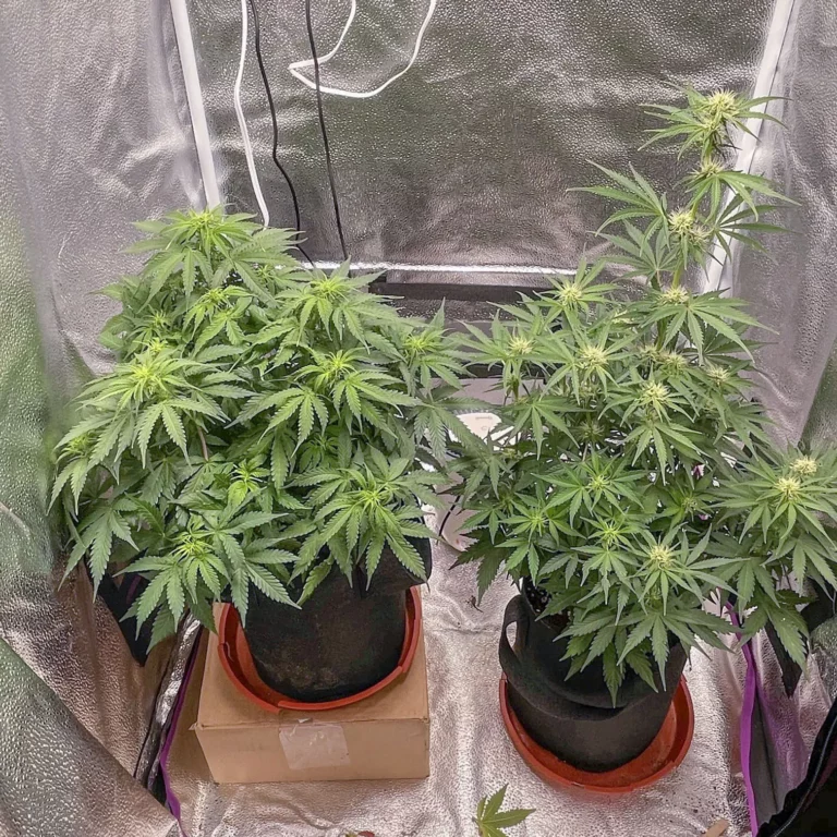 Customer cannabis grow: two plants in a grow tent
