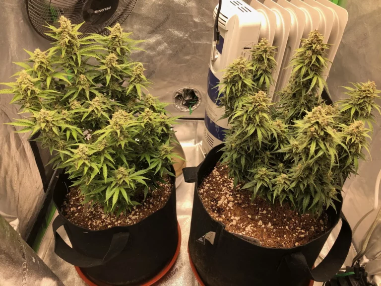 Two 5 gallon a Pot for Pot cannabis plants growing inside an indoor grow tent under LED lights during winter.