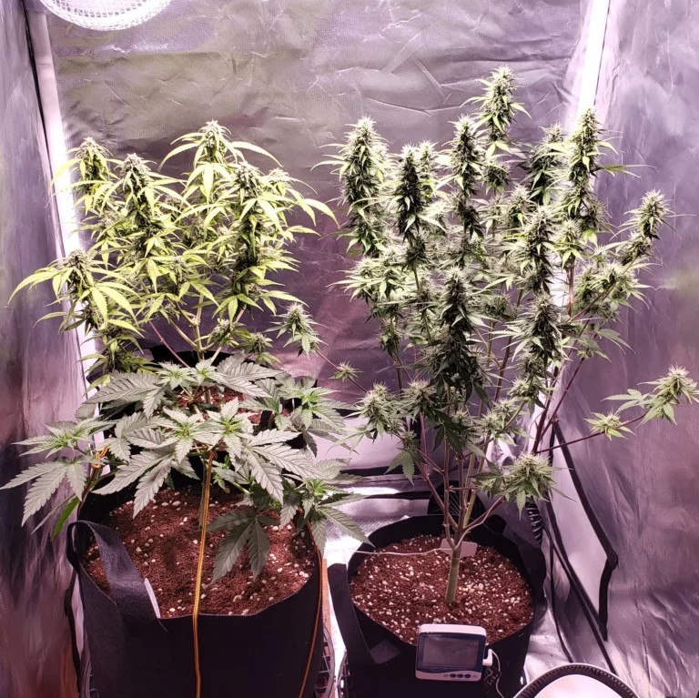 Customer cannabis grow: two flowering kits in a tent