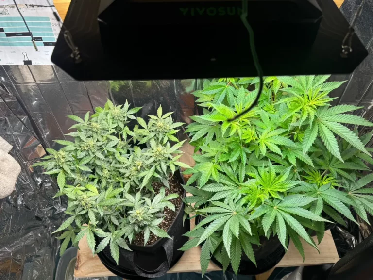 Customer cannabis grow: two plants under an led light