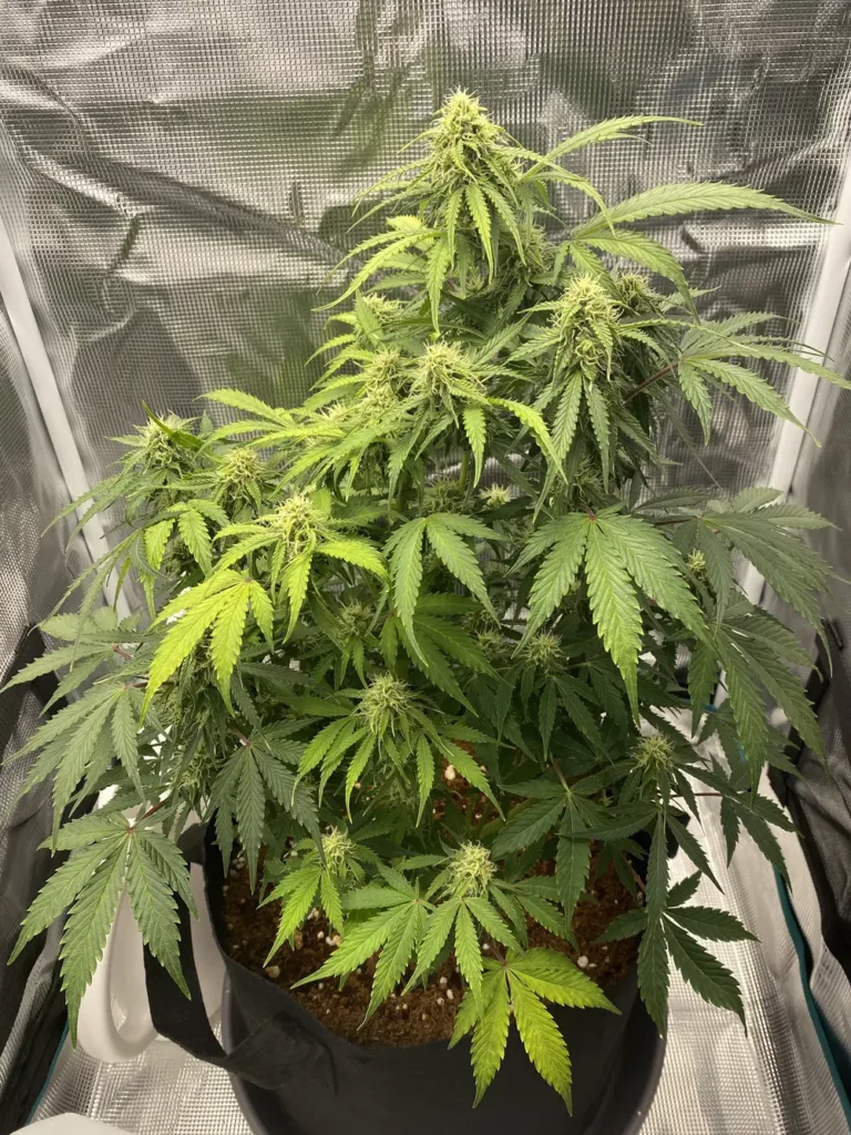 Customer cannabis grow: budding plant in a mylar tent
