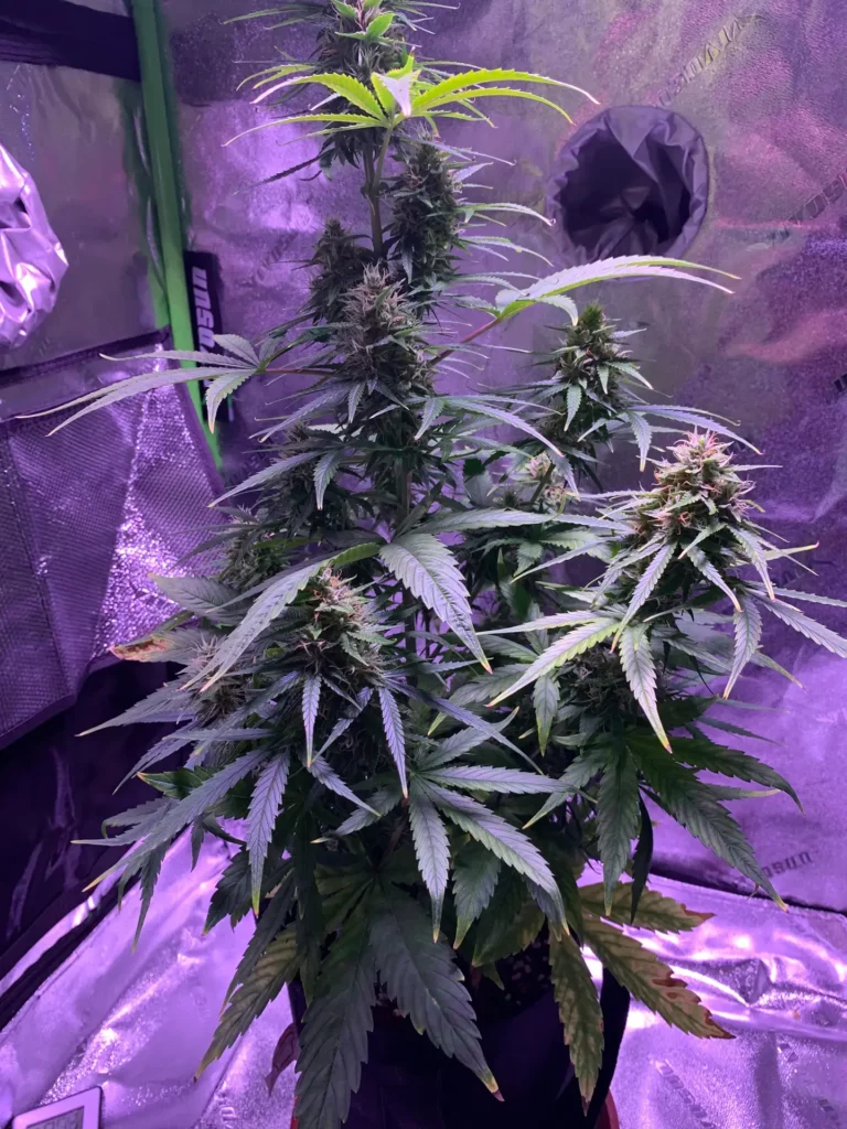 Customer cannabis grow: flowering autoflower in a tent