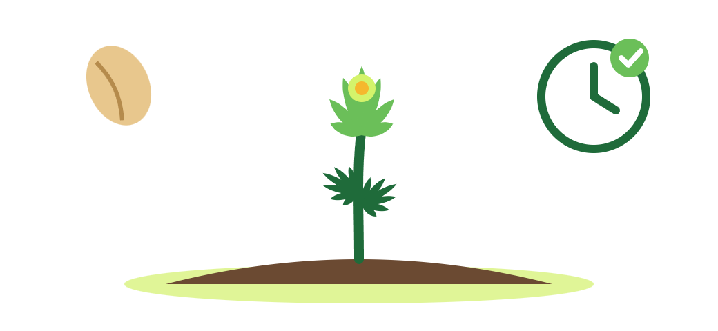 Illustration of an autoflower seed sprouting in soil, with a clock showing it flowers on its own
