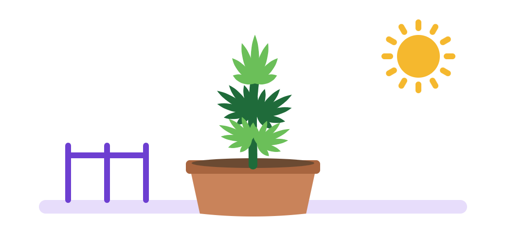 Illustration of a bigger cannabis plant in a large pot outdoors in full sun