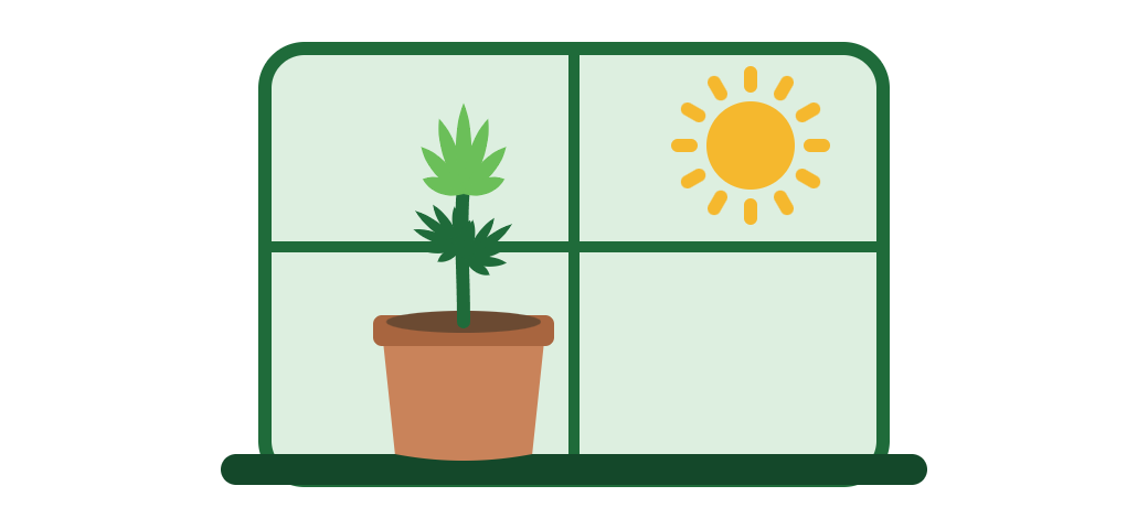 Illustration of one cannabis plant in a terracotta pot on a sunny windowsill