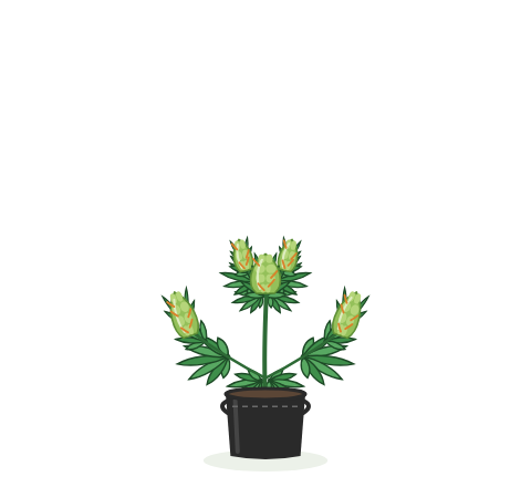 Illustration of a small cannabis plant in the Bonsai 1/2 gallon a Pot for Pot fabric pot