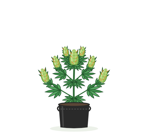 Illustration of a cannabis plant in the Indoor 2 gallon a Pot for Pot fabric pot