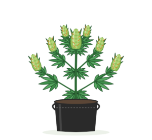 Illustration of a 4 to 6 foot cannabis plant in the Medium 5 gallon a Pot for Pot fabric pot
