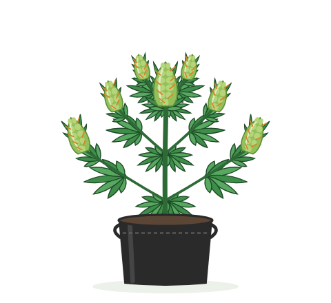 Illustration of a 4 to 6 foot cannabis plant in the Medium 5 gallon a Pot for Pot fabric pot