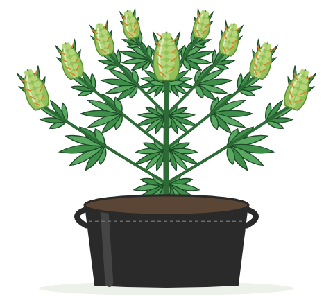 Illustration of a large outdoor cannabis plant in the Outdoor 35 gallon a Pot for Pot fabric pot