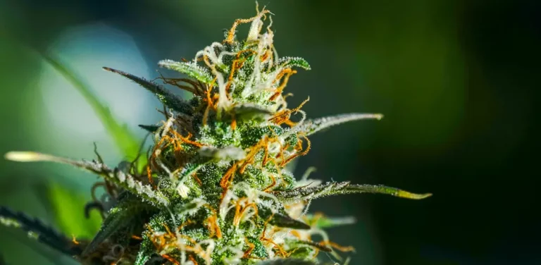 Close-up of a frosty homegrown cannabis bud with orange pistils, ready to harvest