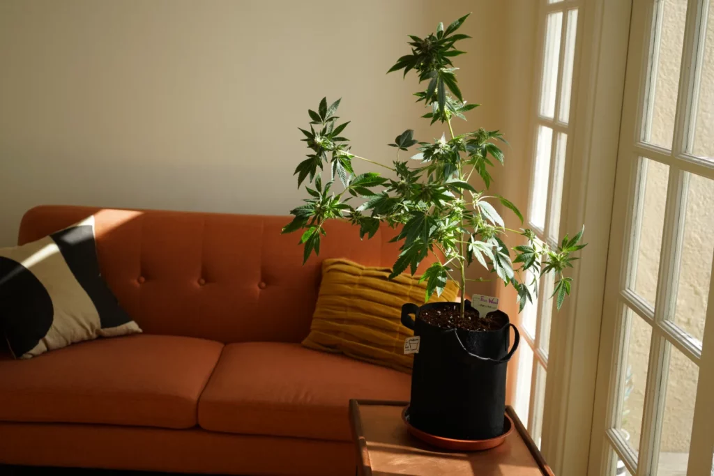 Cannabis plant growing in a black fabric pot next to a sunny living room window, an easy way to grow weed at home