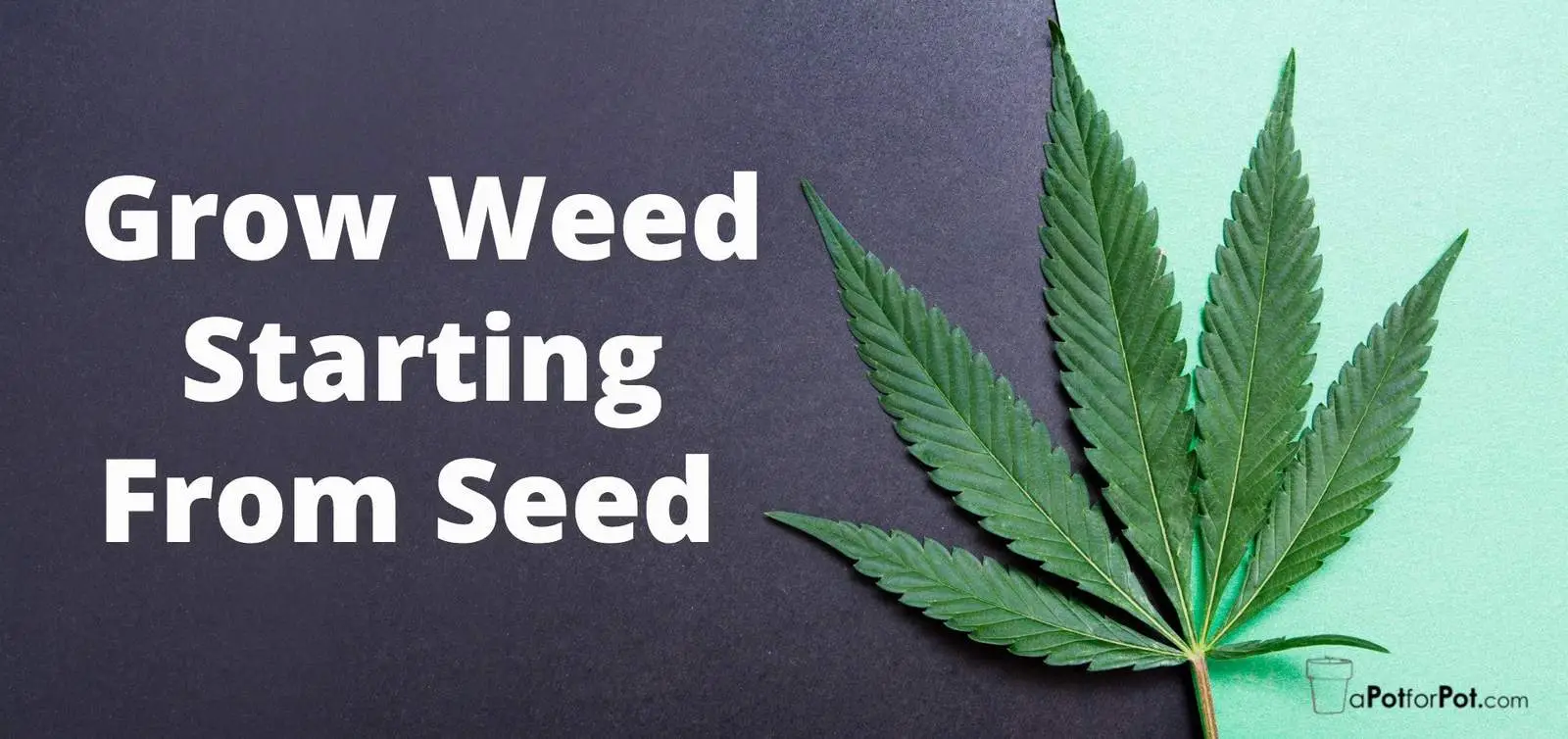 Green cannabis leaf on a split dark grey background