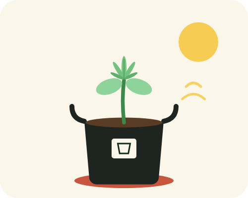 Drawing of a cannabis seedling sprouting in a 2 gallon fabric pot
